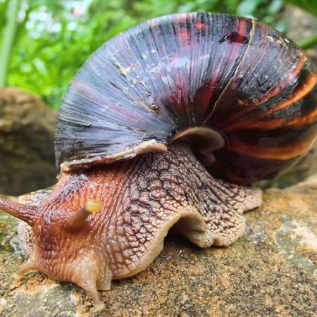 Start & Grow Your Snail Farm