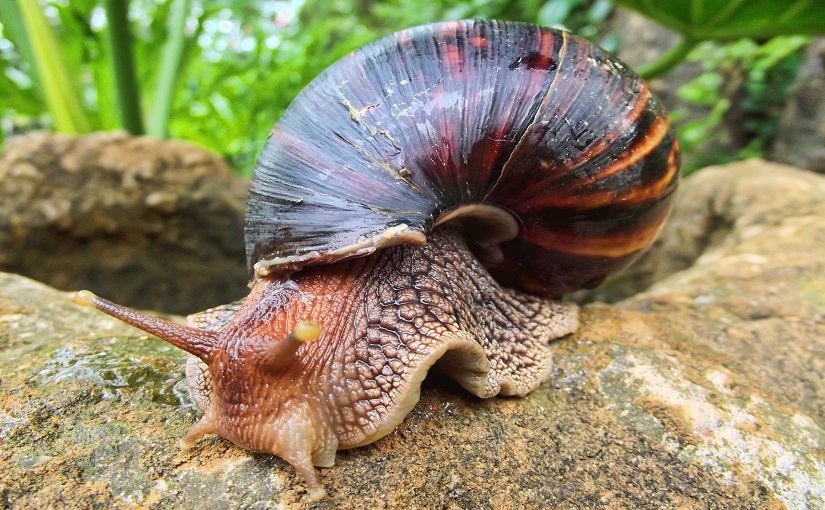 snail