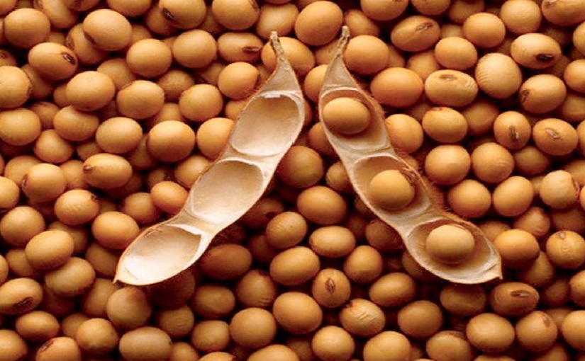 soybeans2