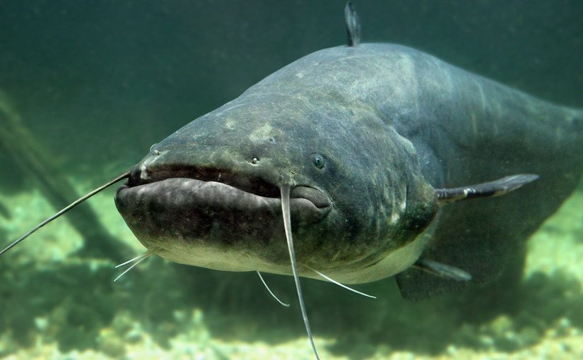 catfish2