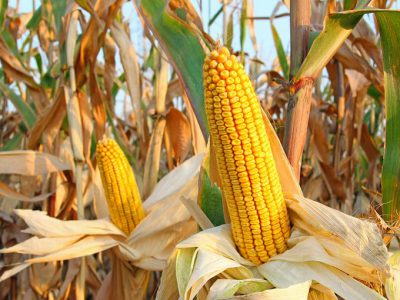 Start & Grow Your Agro Business (Maize Processing)