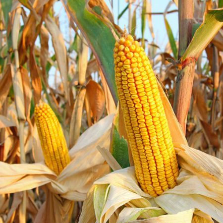 Start & Grow Your Agro Business (Maize Processing)