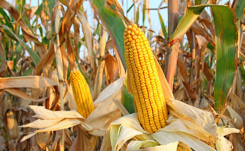 maize2